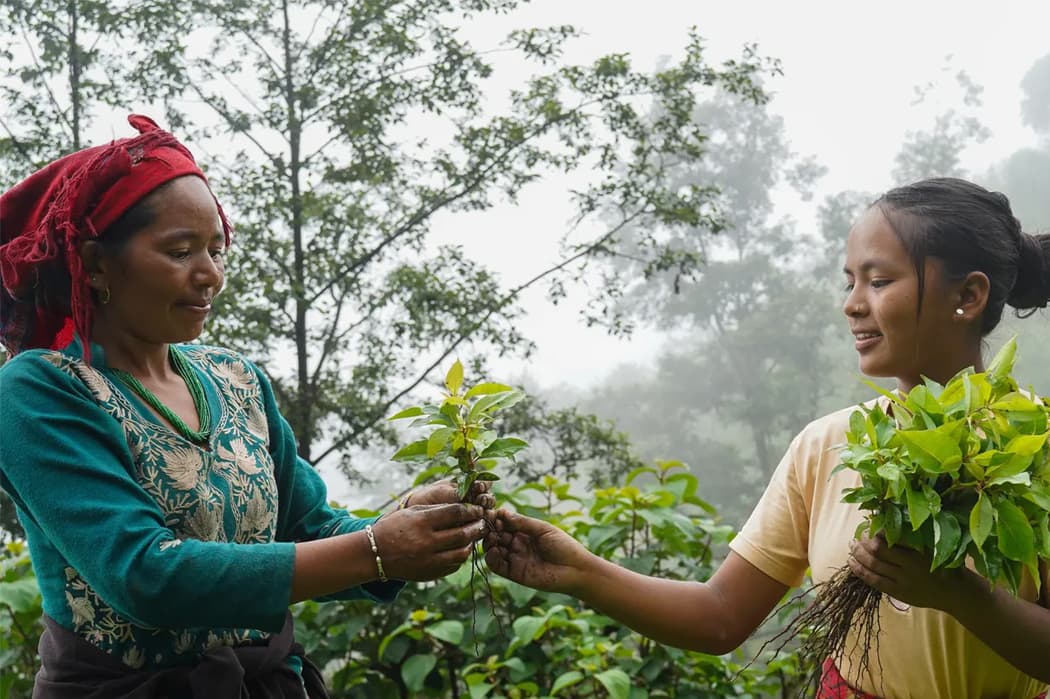 Ēdenes mežu atjaunošanas projekts